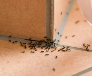Uống nhầm chai thuốc diệt kiến do chính mình pha