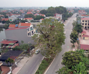 Cây bồ đề trăm tuổi nằm giữa đường ở Vĩnh Phúc, không ai dám tỉa cành