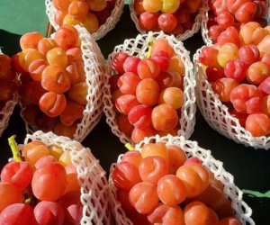 Quả 'quý tộc' tràn ngập chợ Việt, giá bán mới là điều gây bất ngờ, nghe xong 'đứng hình mất 5 giây'