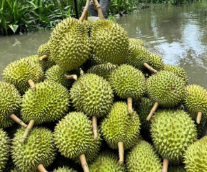 Thu 16.850 tỷ/tháng, sầu riêng vào mùa cả thế giới chỉ Việt Nam có, giá chót vót