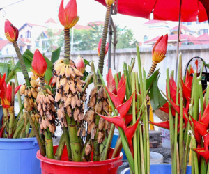 Rộ mùa hoa chuối rừng tại Hà Nội