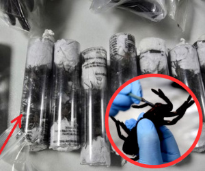 Nhét hơn 300 con nhện góa phụ đen, 110 con rết độc vào túi đeo ở bụng, gã đàn ông bị bắt khẩn tại sân bay