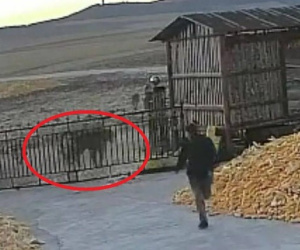Hổ dữ phá tung cổng sắt nhà dân để 'săn người': Camera ghi cảnh đụng độ giữa người và hổ đầy 'nghẹt thở'