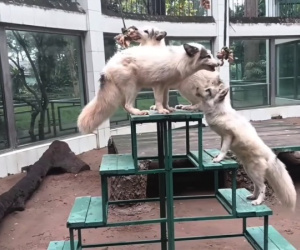 Thảo Cầm Viên lại gây sốt: Xuất hiện loài vật thuộc 'dòng họ hồ ly', dân tình thi nhau khen quyến rũ