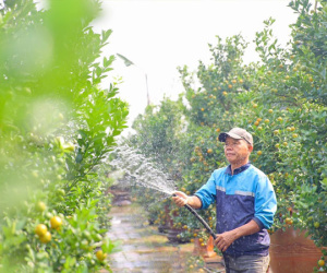 Quất chuyển sắc vàng, nhà vườn Tứ Liên tất bật cho vụ Tết