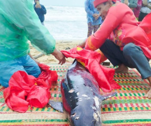 Xác cá voi nặng hơn 100kg đầy thương tích trôi dạt vào bờ biển Bình Định