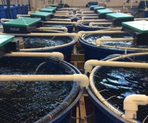 Mỹ, Trung Quốc đua từng triệu USD tranh mua một sản vật của Việt Nam - là mặt hàng nước ta xuất khẩu đứng thứ 2 thế giới