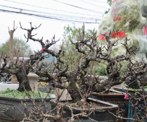 Chiêm ngưỡng 'vua của các loài đào' nằm phòng điều hoà chờ hoa nở đúng dịp Tết Nguyên đán
