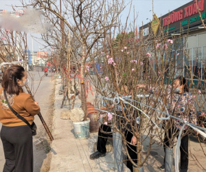Đào Nhật Tân, đào núi 'xuống phố' hút khách chơi Tết sớm