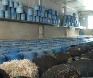 Bán giá đỗ ngâm hoá chất tại các cửa hàng ở Đắk Lắk: Bách hóa Xanh nói gì?