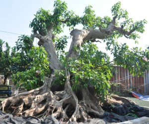 Ảnh bìa bài viết 971975