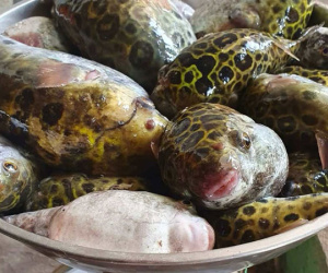 Ăn cá nóc, 5 người ngộ độc, 1 người tử vong