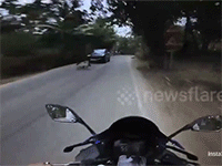 Lợn bất ngờ chạy qua đường khiến người đi xe moto ngã lăn xuống đường