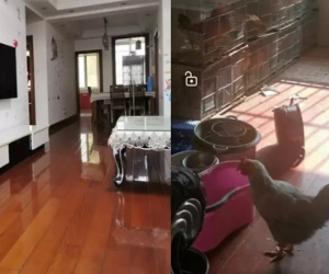 'Sốc' khi chứng kiến căn phòng mình cho thuê bỗng biến thành... chuồng gà