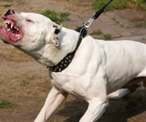 Chó pitbull 'đoạt mạng' chủ, hiện trường tìm thấy thương tâm: Thi thể không còn nguyên vẹn