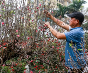 Đào, quất xuống phố 'ngóng' người mua, giá bán cao hơn mọi năm