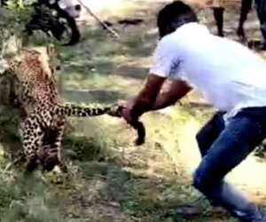 Người đàn ông liều lĩnh dùng tay không bắt báo hoa mai và cái kết