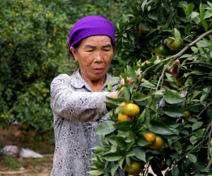 Vợ chồng lão nông Thanh Hóa bỏ túi tiền tỷ mỗi năm nhờ vườn cây ăn quả