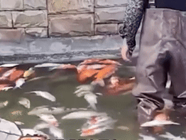 Đàn cá Koi trị giá tiền tỷ đột nhiên chết trắng hàng trăm con, chủ điếng người khi biết thủ phạm