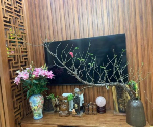 Cành đào huyền có giá 'ngã ngửa', chính chủ đăng ảnh lập tức có người trả gấp 10 lần giá mua!