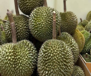 Trung Quốc phát hiện chất gây ung thư ở sầu riêng Thái Lan, hàng Việt bị vạ lây