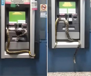Thực hư chuyện rắn bò trên cây ATM khiến nhiều người tin là điềm lành năm mới
