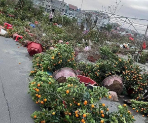 Xót xa hình ảnh đào, quất Tết đổ la liệt sau trận gió mạnh khi không khí lạnh tràn về: Tiểu thương khóc ròng