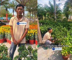 Mang cả 500 cây quất từ miền Tây lên Bình Dương, ông chú xót xa khi 10 ngày chỉ bán được hơn 20 cây
