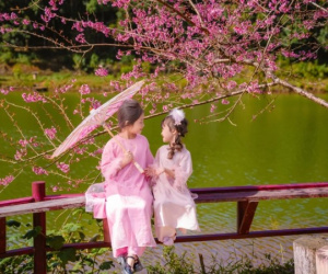 Măng Đen rực rỡ sắc hoa anh đào, người người mê đắm