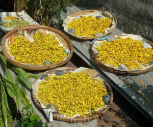 Loài hoa biểu tượng cho giàu sang, phú quý, sau Tết chớ vội vứt đi vì là 'thuốc quý'