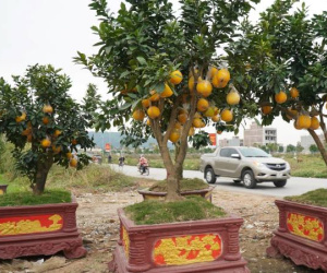 Đào cổ thụ, bưởi cảnh bỏ la liệt bên đường sau Tết, thương lái lỗ tiền tỷ