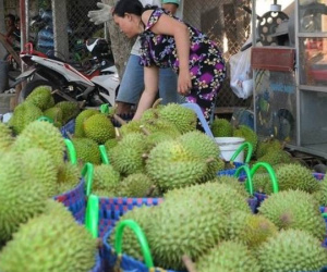 Thấy gì từ việc giá sầu riêng giảm quá sốc?