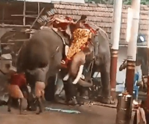 Kinh hoàng 2 con voi bất ngờ nổi điên khiến hàng chục người thương vong