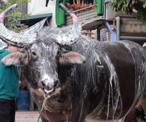 Ảnh bìa bài viết 977089