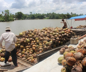 Báu vật trời ban của Việt Nam thẳng tiến vào top 5 thế giới, Trung Quốc ồ ạt 'chốt đơn'