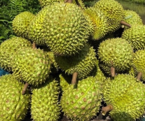 Sầu riêng Việt Nam lâm nguy