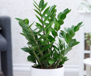 Cây Kim tiền hút lộc nhưng 2 người này trồng cẩn thận gặp họa, tiền bạc không cánh mà bay