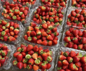 'Đua' với cherry, đặc sản dâu tây Sơn La nhuộm đỏ chợ giá giảm chưa từng có