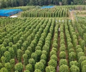 Một loại nông sản thế giới đang lên cơn khát nhưng Việt Nam sở hữu hơn 100.000 ha: Mỹ, Đức liên tục tìm mua, giá tăng phi mã