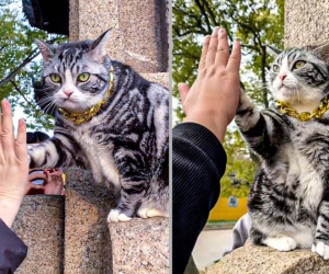 Mèo gây sốt khi biết đứng trước cửa đền để đập tay với du khách