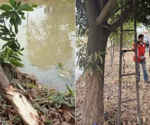 Tai nạn hi hữu khiến người đàn ông thiệt mạng khi hái xoài