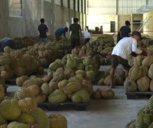 'Ngoại giao sầu riêng' giữa Trung Quốc và Indonesia
