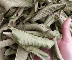 Thực hư uống nước lá ổi gây suy thận độ 3