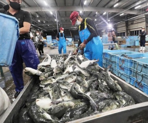 Áp thuế 46%: Hơn 37.000 tấn thủy sản Việt Nam đang trên đường sang Mỹ