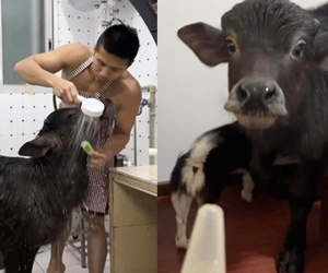 Chàng trai nuôi nghé trong nhà, chăm sóc như thú cưng