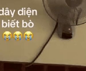 Phóng to clip, nhiều người bủn rủn chân tay khi chứng kiến 'vị khách lạ' đánh đu trên tường