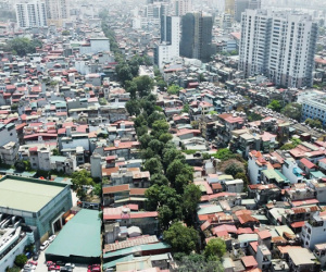 Cận cảnh hàng cây cổ thụ sắp bị di chuyển, chặt hạ để mở đường 'đắt nhất hành tinh'
