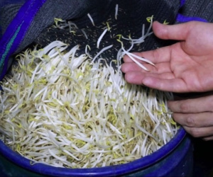 Hé lộ thị trường tiêu thụ 3.500 tấn giá đỗ ngâm 'nước kẹo'