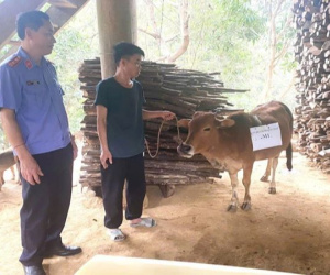 Ly kỳ 2 nhà đưa bò đi xét nghiệm ADN, chi phí 'chát' hơn giá con bò