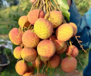 Vải Tây Nguyên đầu mùa giá cao đến khó tin